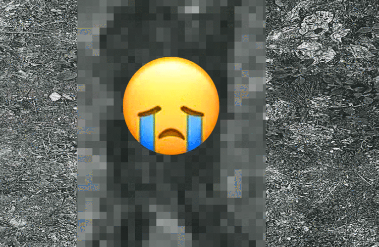 Phú Thọ: Thông ba’o truy ti`m tung ti’ch lai lịch n:ạn nhân