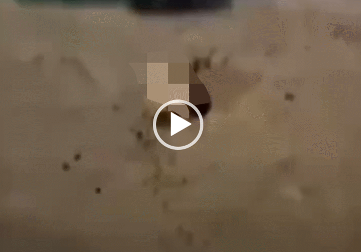 Vi:deo toàn cảnh sự việc