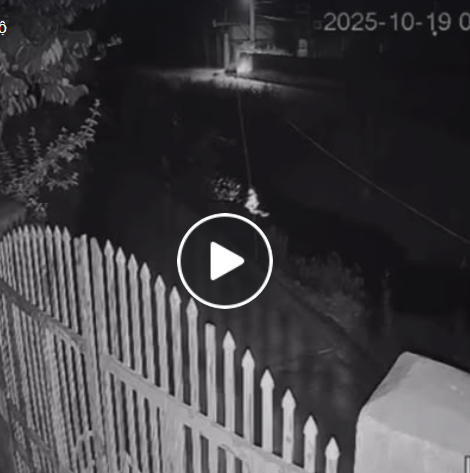 Vi:deo toàn cảnh sự việc