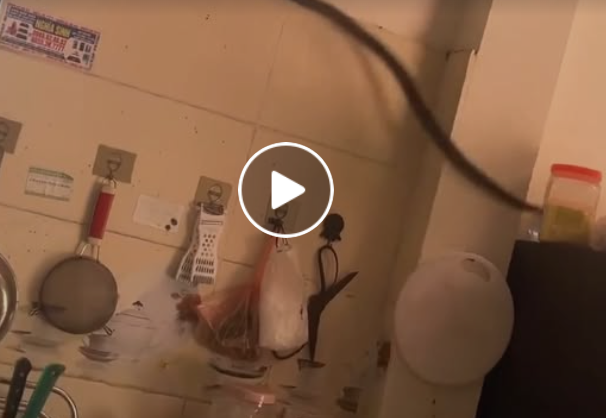 Rắn dài hơn 1m bò trong bếp ở Vĩnh Phúc, chủ nhà có quyết định bất ngờ