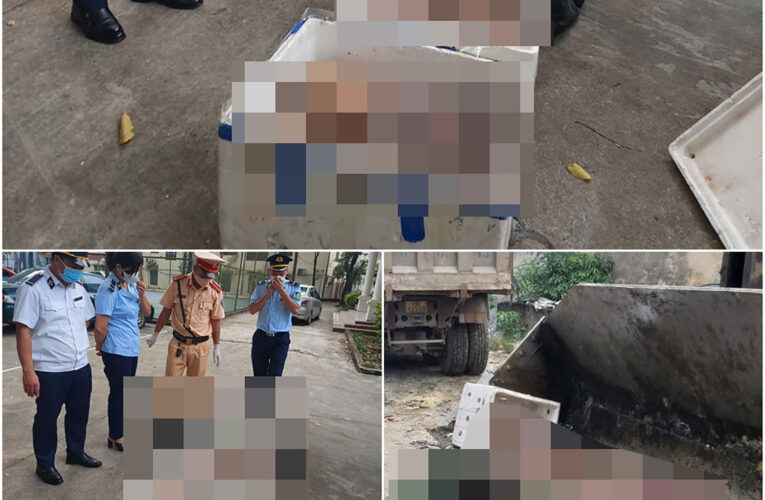 Phú Thọ: Phát hiện 156 kg nội tạng bốc mùi, kịp thời xử lý