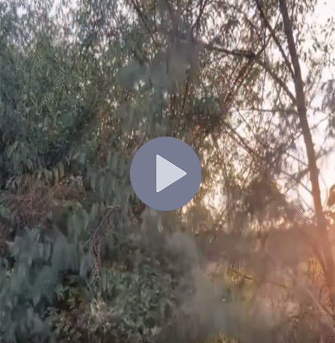 Vi:Deo Toàn Cảnh Sự Việc