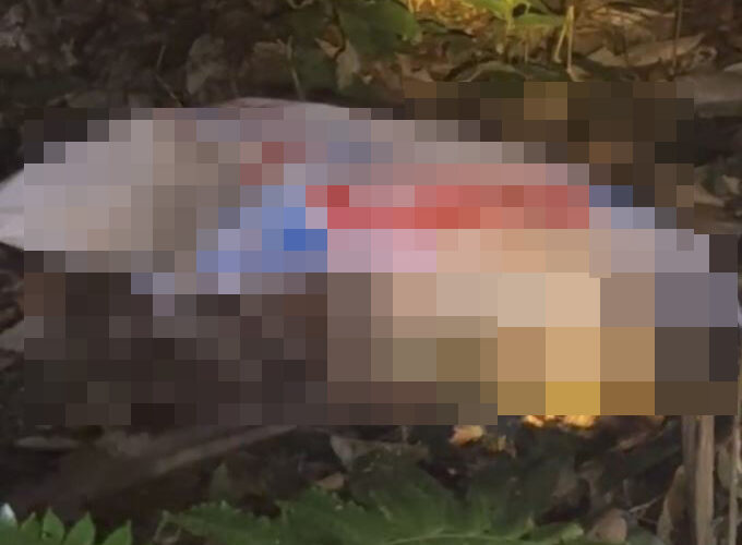 Phú Thọ: Khống chế ră’n hổ mang chúa nặng 7kg trong khu dân cư xã An Bình